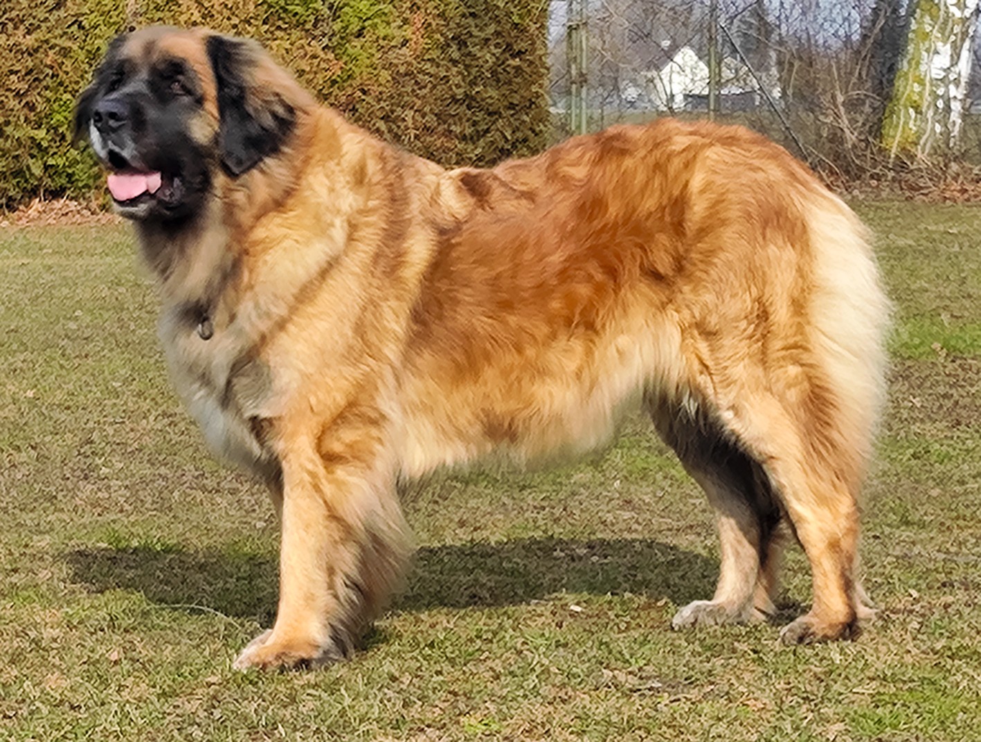 Viviana von der Hirschhalde